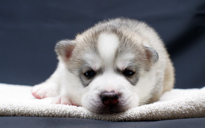 Husky puppy lying on a towel