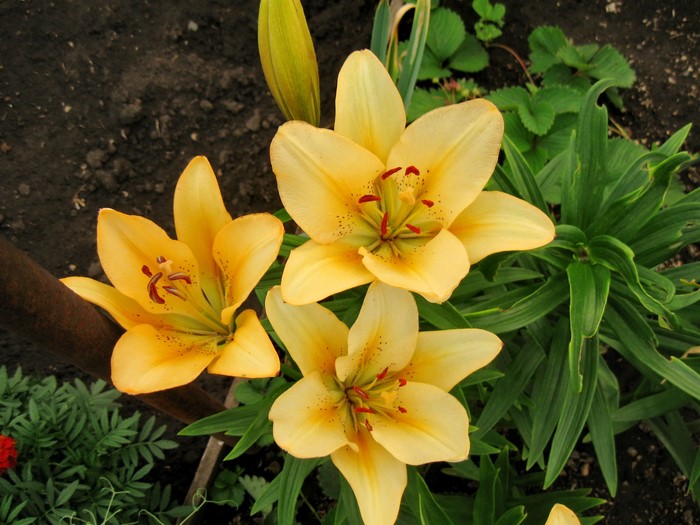 Yellow lilies blooming in a garden