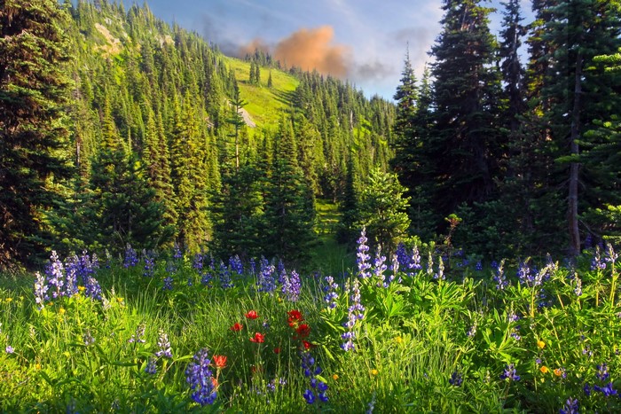 Wilderness Pasayten USA Grass Scenery