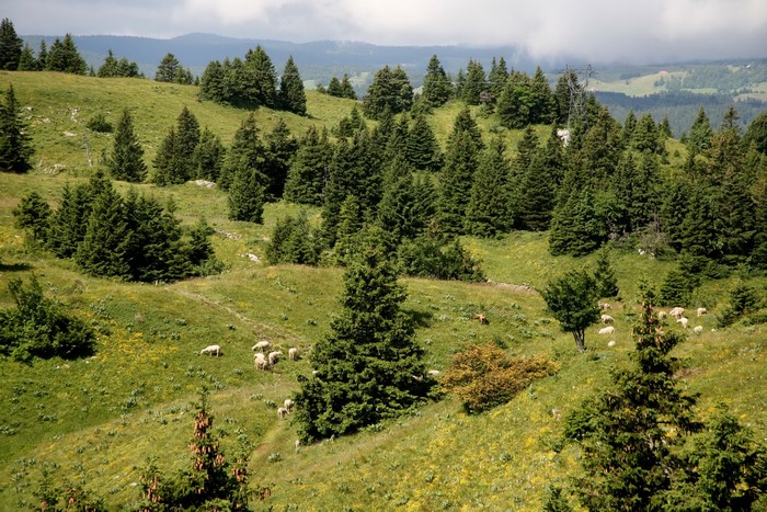 Sheep grazing in a grassy meadow with spruce trees in Mijoux, France