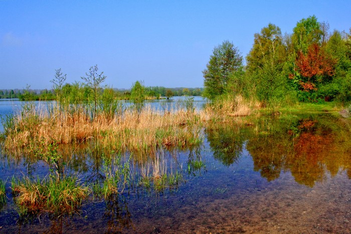 Lake with reeds and trees in Laupheim, Germany