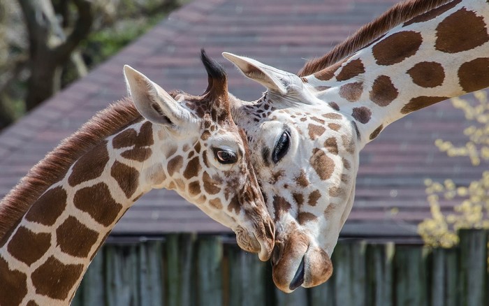 Two giraffes touching heads