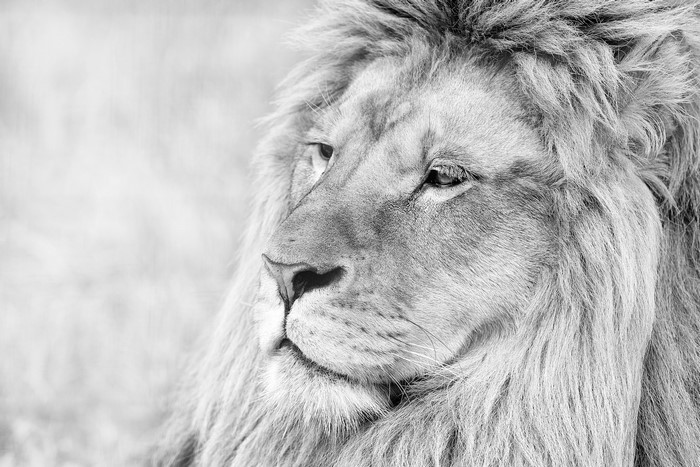 Close-up black and white portrait of a lion