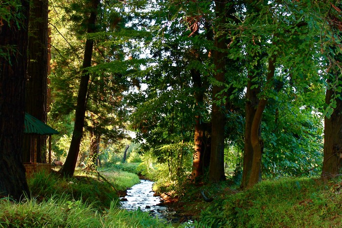 Stream flowing through a forest in Mtirala National Park, Georgia