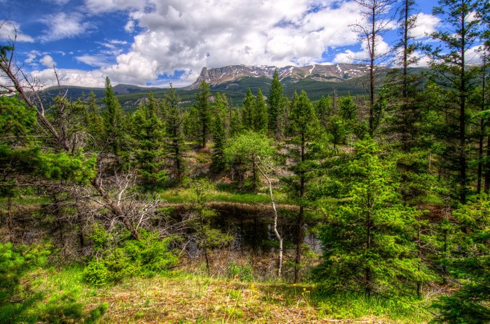 Forest and Mountains in Jasper National Park, Canada