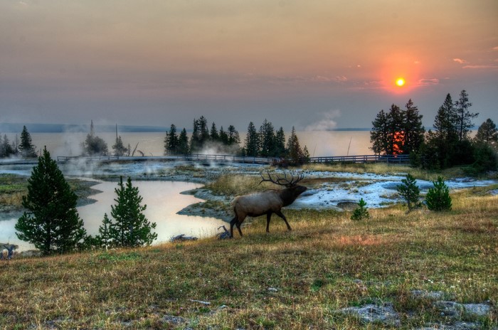 Elk walking near geysers at Yellowstone National Park during sunset
