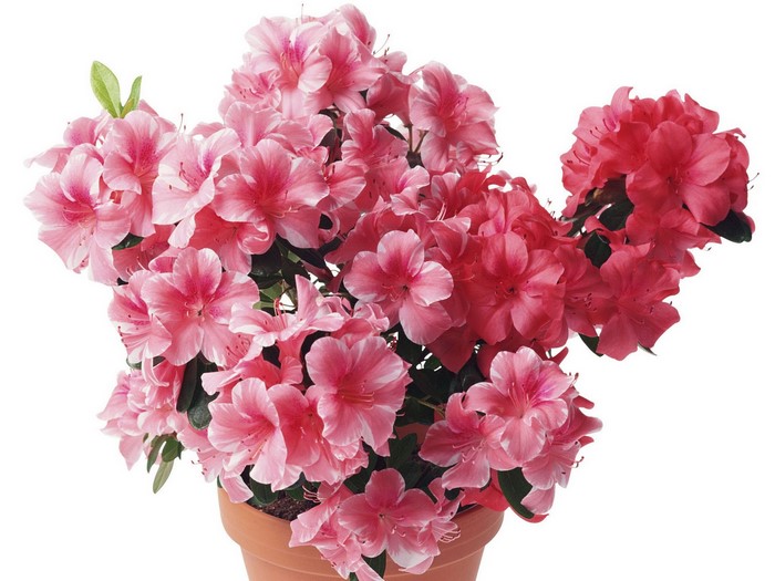 Pink and red azaleas in a terracotta pot