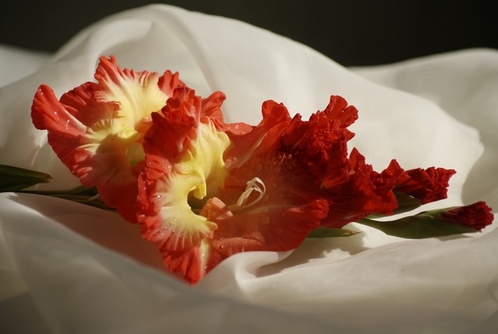 Red and yellow gladiolus flowers on white fabric
