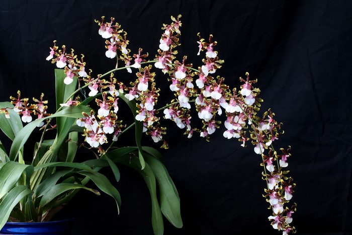 Oncidium orchid with white and brown flowers