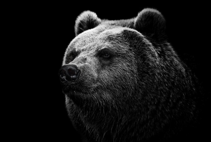 Close-up of a brown bear's face