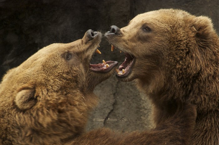 Two Brown Bears Roaring at Each Other