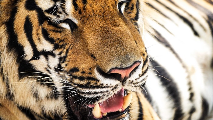 Close-up of a Tiger's Snout