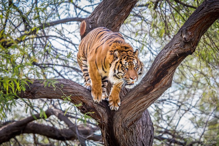 Tiger climbing on a tree trunk