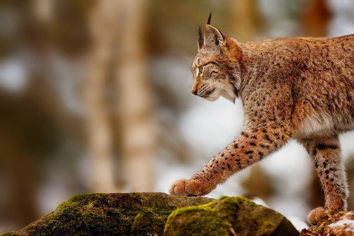 Lynx walking on mossy rocks