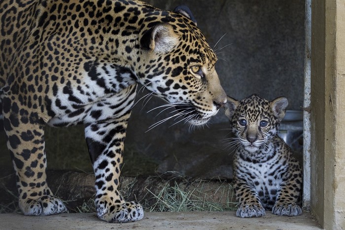 Mother Jaguar and Cub in Enclosure