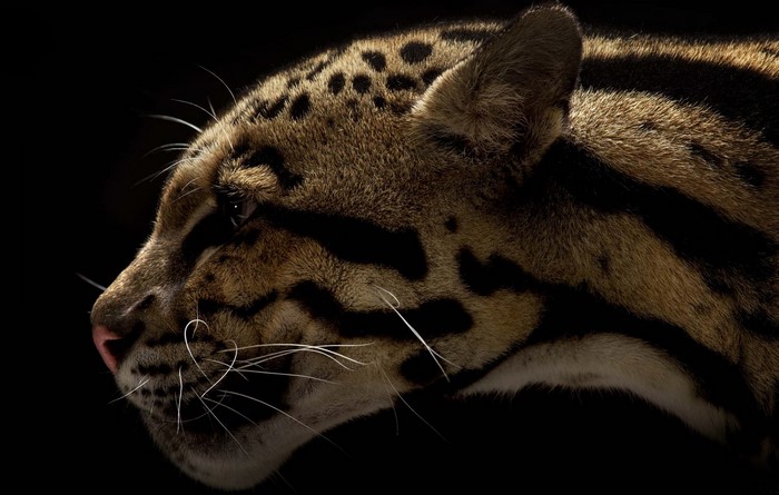 Clouded leopard head profile