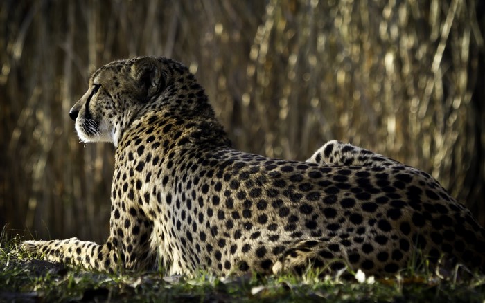 Cheetah lying down in tall grass