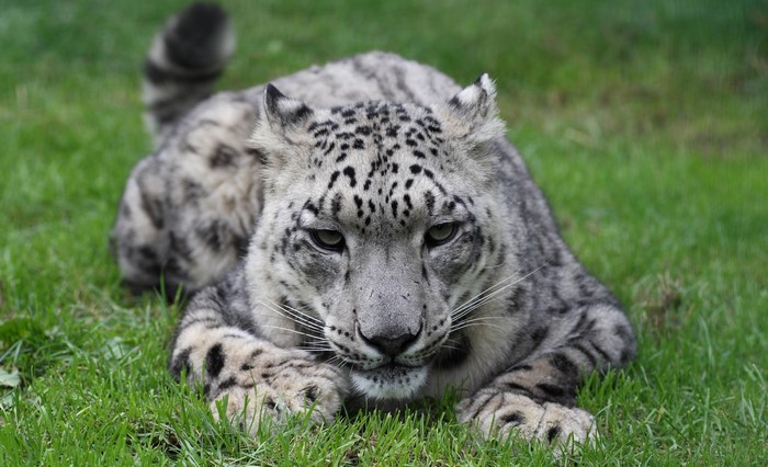 Snow leopard lying on green grass
