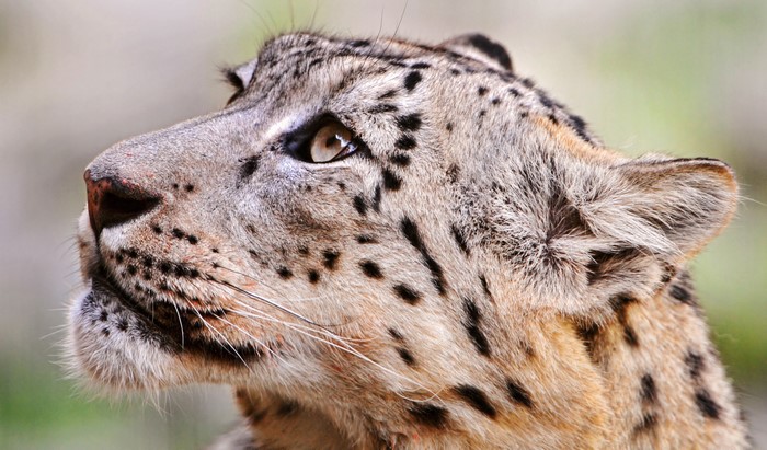 Snow leopard head close-up