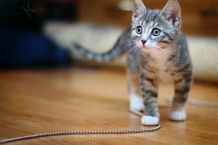Kitten looking at a string of beads