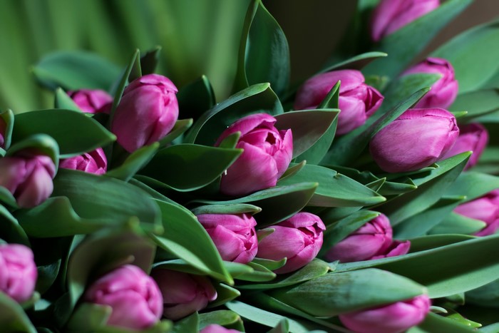 Close-up of pink tulips with green leaves