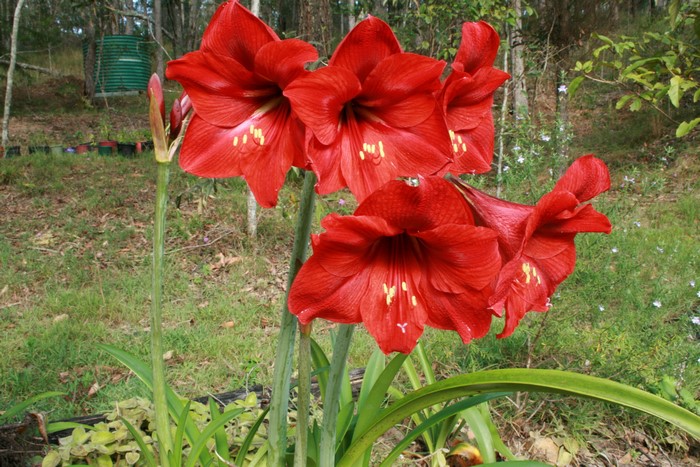 Red Amaryllis flowers blooming outdoors