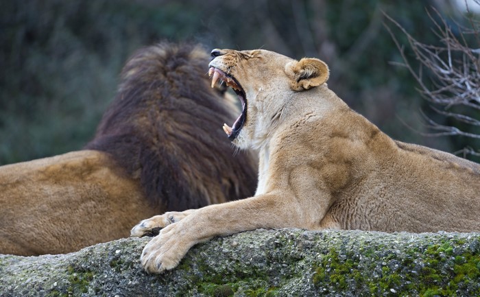 Lioness yawning with a male lion in the background