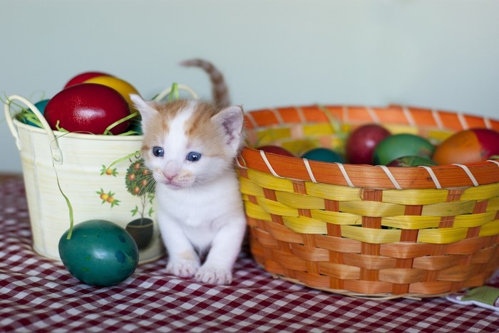 Kitten with Easter eggs in a basket