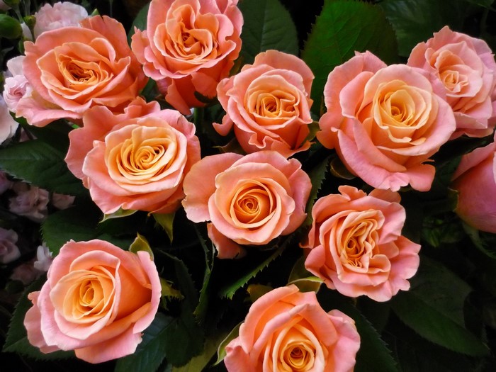 Pink and Peach Roses