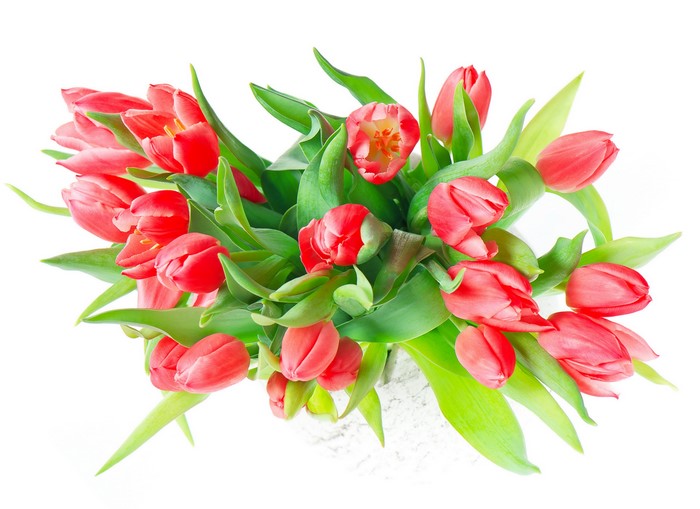 Red Tulips