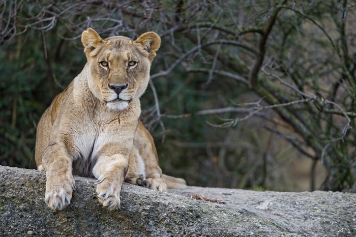 Lioness resting on a rock