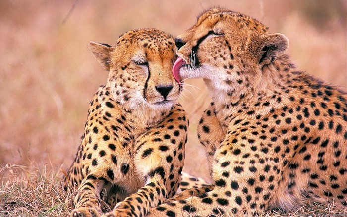 Two cheetahs grooming each other in dry grass