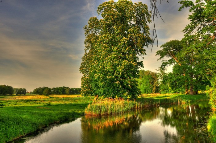 Tree by the water in Basedow, Germany