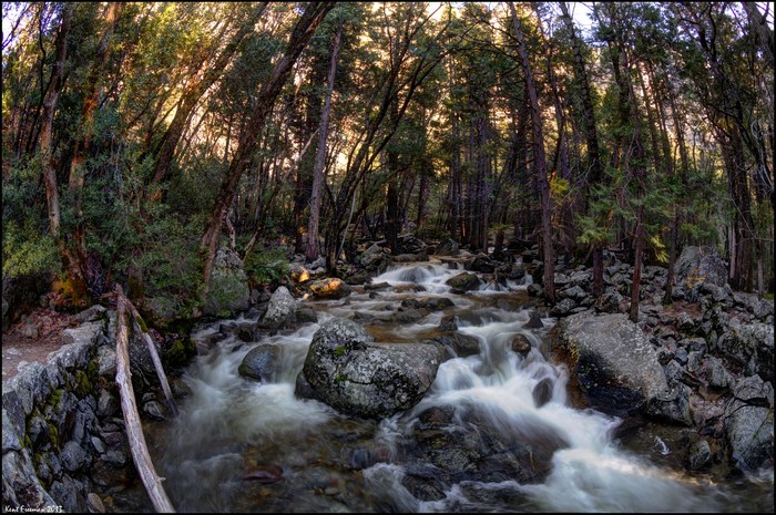 River flowing through a forest in Yosemite National Park, California