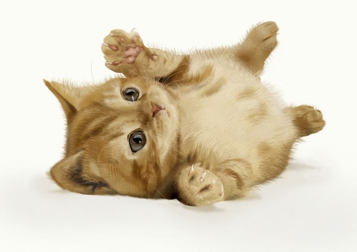 Orange tabby kitten lying on its back