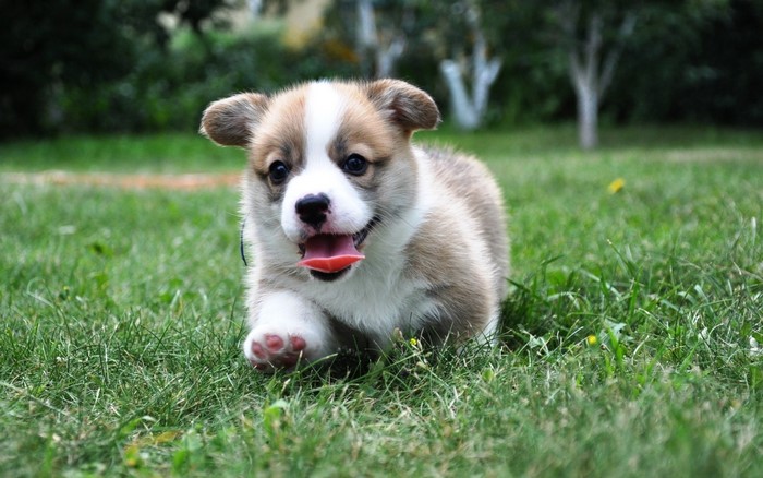 Cute Corgi puppy running on grass