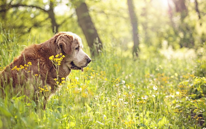 Golden Retriever dog sitting in a field of flowers