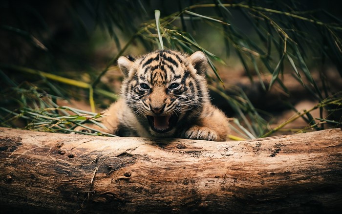 Tiger cub roaring on a log