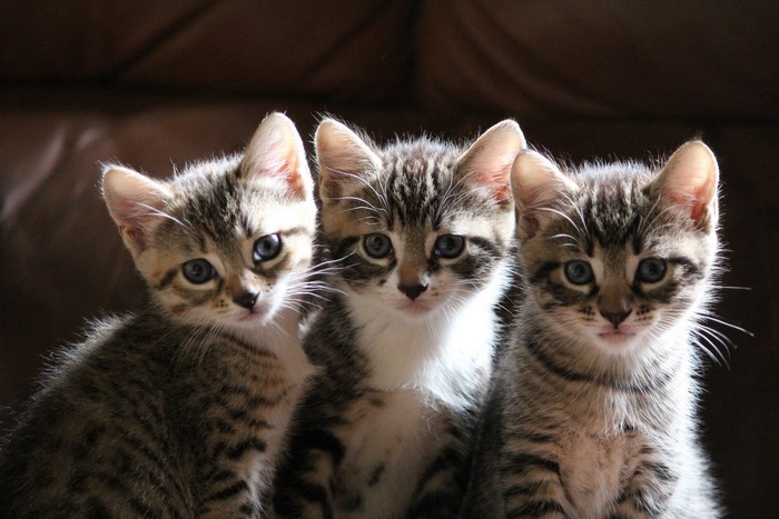 Three Tabby Kittens Sitting Together