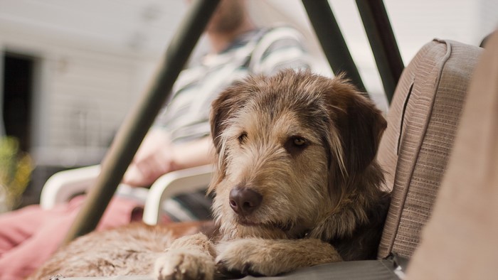 A shaggy dog rests on a swing with a person in the background.