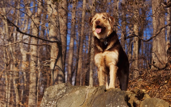 A shaggy dog sits on a rock in a forest