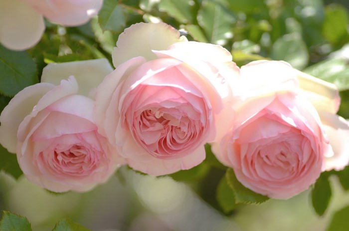 Close-up of three pink roses