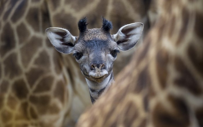Baby giraffe peeking from behind adult giraffes