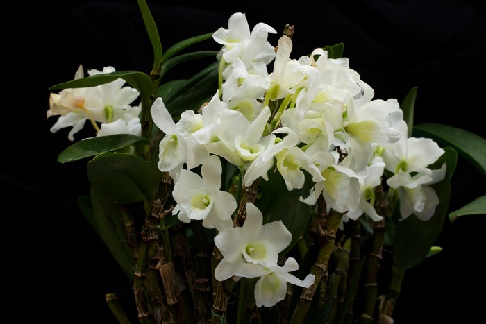 White Orchid