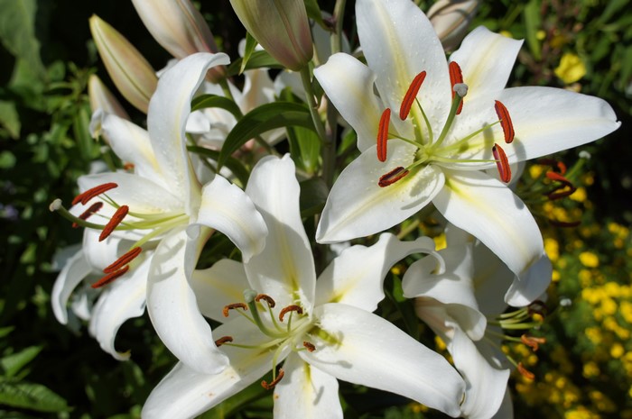 4K, Lilies, White, HD Wallpaper | Rare Gallery