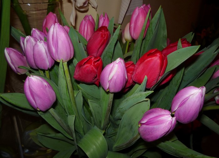 Bouquet of red and violet tulips