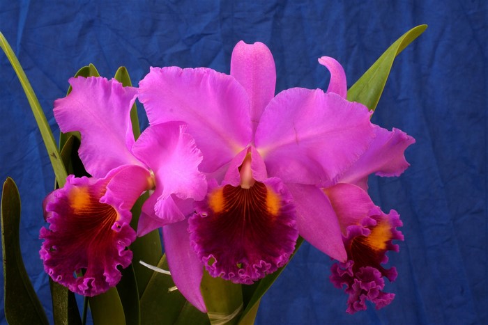 Pink Cattleya Orchid with Deep Purple Lip