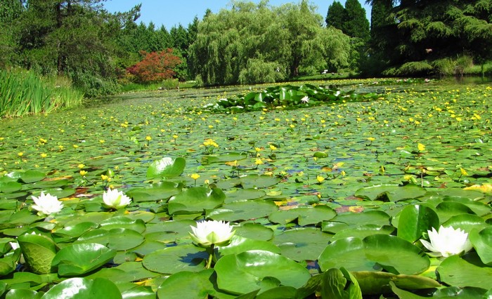 Water lilies and yellow flowers on a pond at VanDusen Botanical Garden