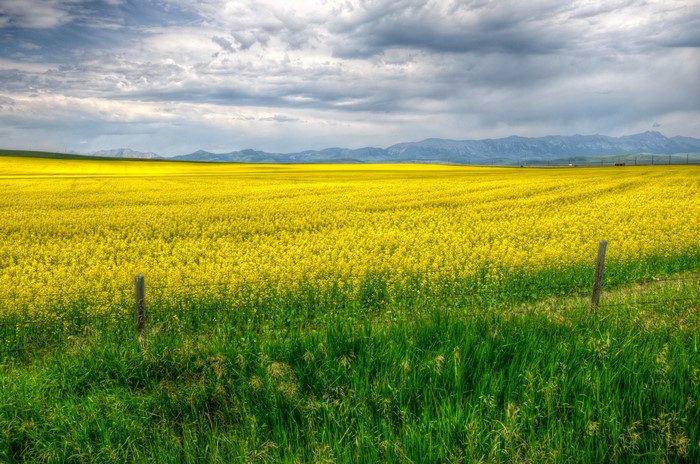 Field of yellow flowers with mountains in the background