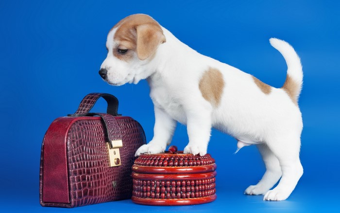 Jack Russell Terrier puppy with a suitcase and a box